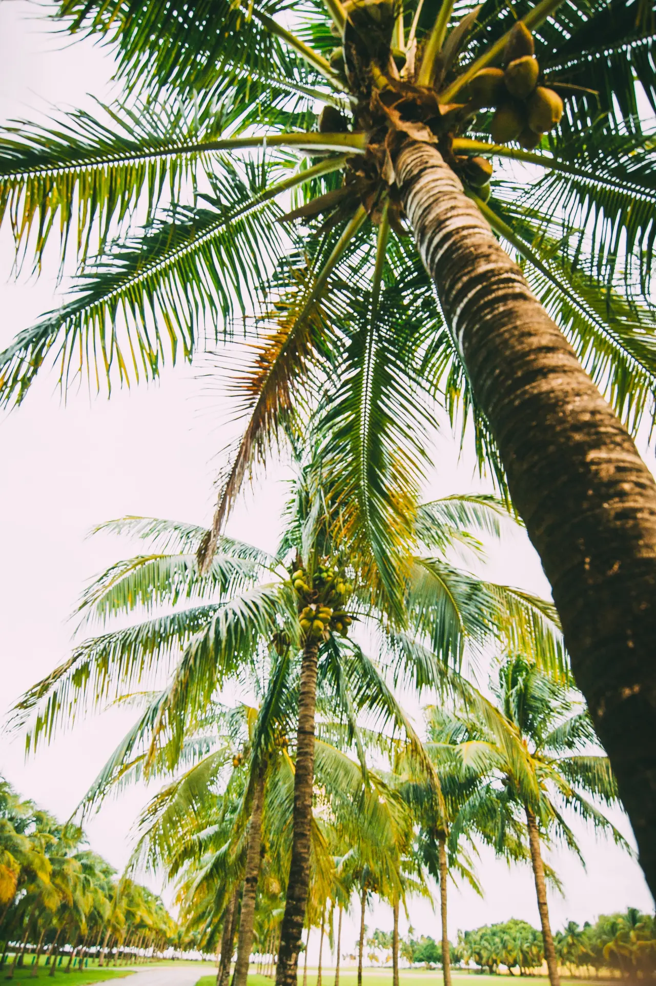 Caribisch1